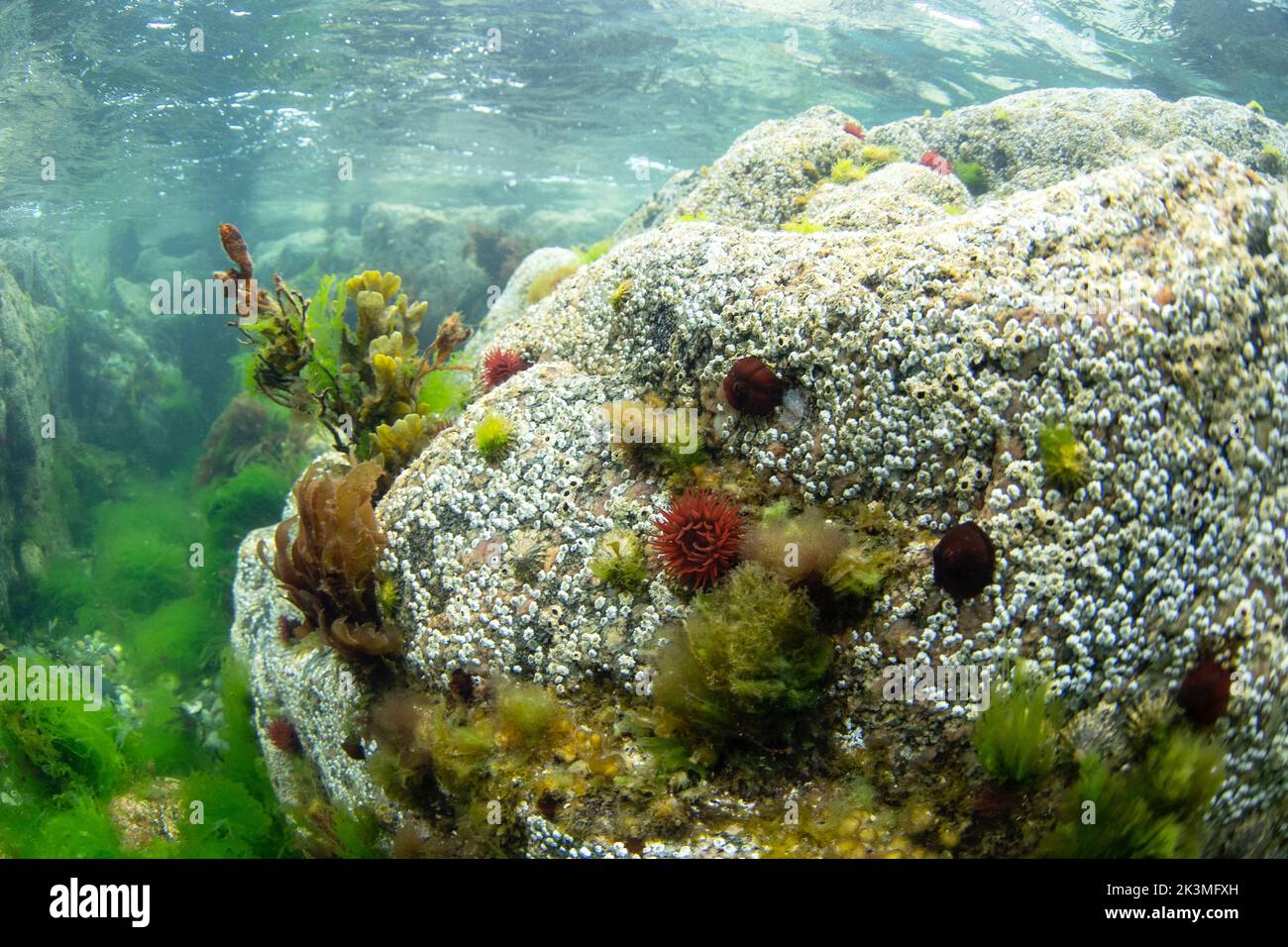 Anémone fraise sur le fond. Actinia fragacea sur la côte écossaise. Plongée dans l'eau de l'Ecosse. La nature en Europe. Banque D'Images