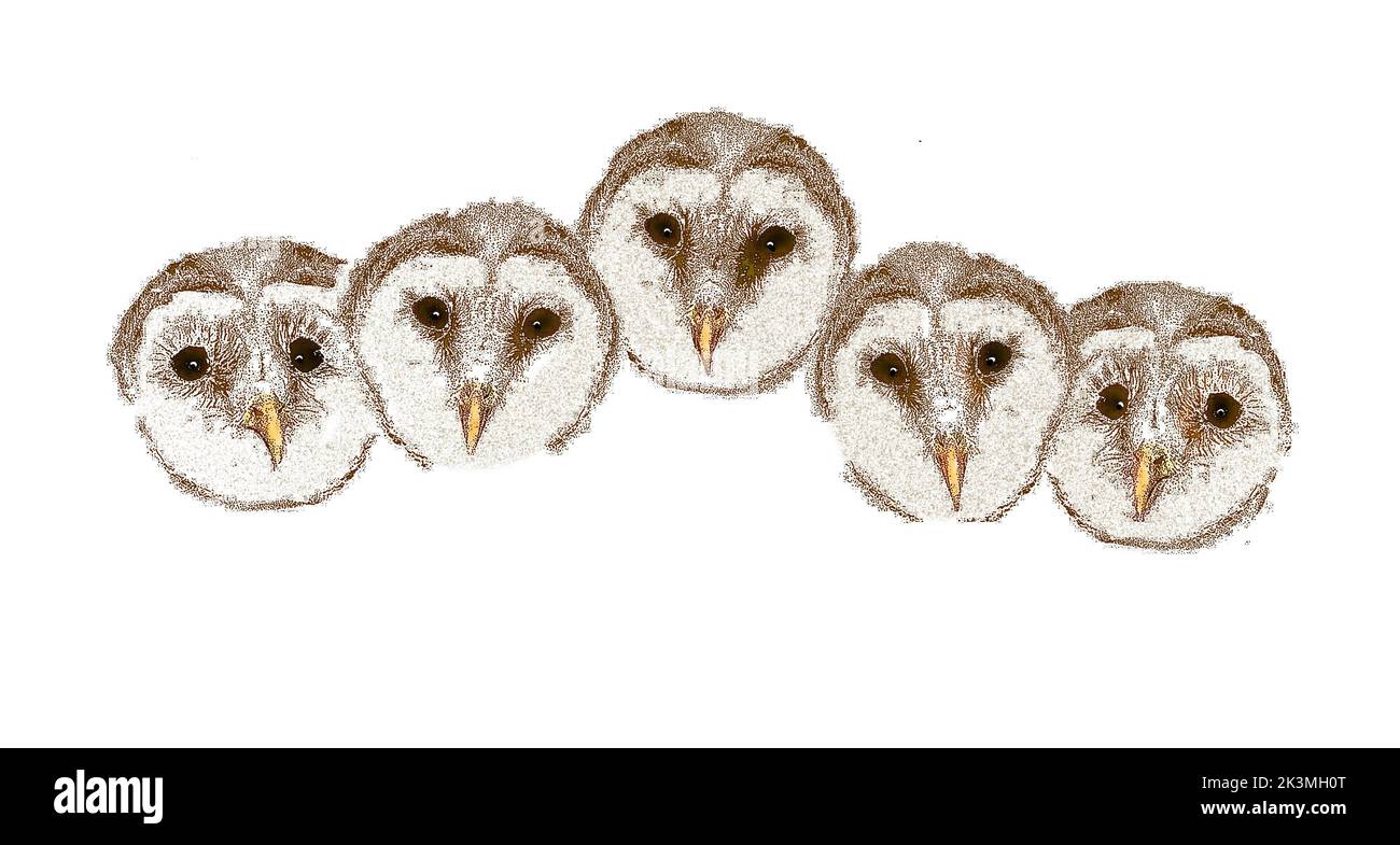 Les hiboux de la grange sont vus alignés, les yeux larges ouverts dans une illustration de 3-d. Banque D'Images