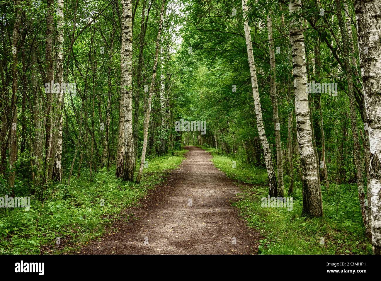 Forêt de bouleau foncé Banque D'Images