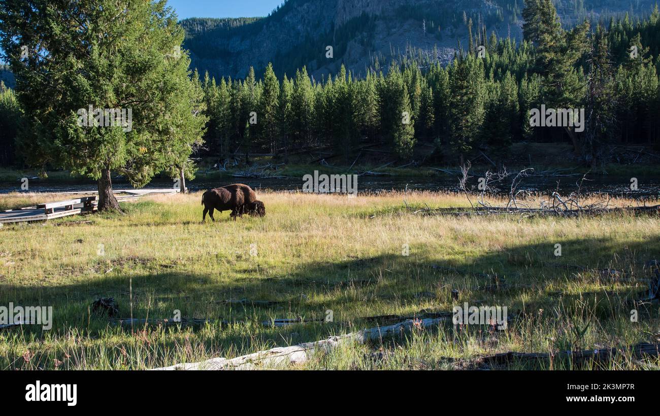 American Bison, ou « buffle » roaming libre dans le parc national de Yellowstone. C'est le plus commun, grand mammifère trouvé dans le parc. Sauvage et dangereux. Banque D'Images