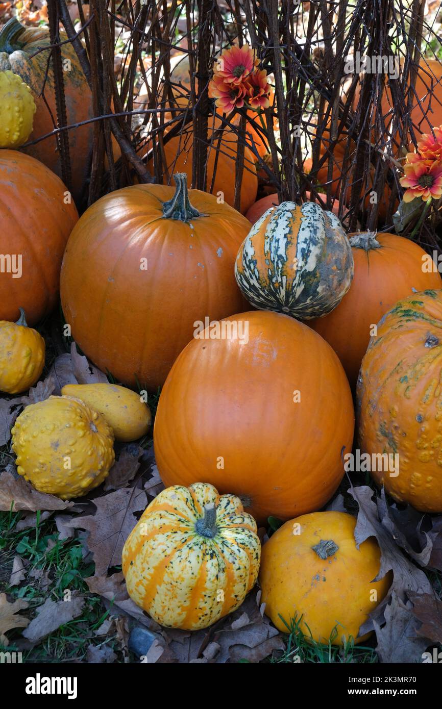 Halloween. Marché. Pumkins. Photo verticale. Backgraund d'automne. Orange humeur Banque D'Images