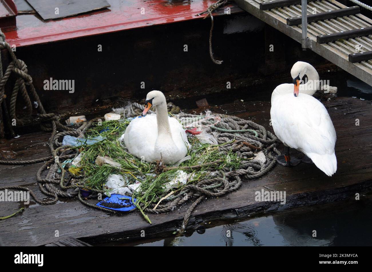 Cette paire de cygnes reproducteurs a appris à improviser après avoir décidé de construire leur nid au milieu d'une zone de quais très fréquentée à côté des bateaux de pêche et des remorqueurs. Ils ont créé une maison pour leurs cinq œufs qui vont bientôt éclore à partir d'une collection aléatoire de chaînes enroulées et de cordes jetées, de sacs en plastique vides, de paquets croustillants, d'une isolation et d'une boîte de lait abandonnée depuis longtemps. Et parmi cette étrange collection de débris dans ce nid dans le carrossage de Portsmouth, à côté de l'endroit où Sir Ben Ainslie prépare son défi de coupe de l'Amérique, est également une souris d'ordinateur. M. Bill Thomas, qui marche son chien près du nid-assis Banque D'Images