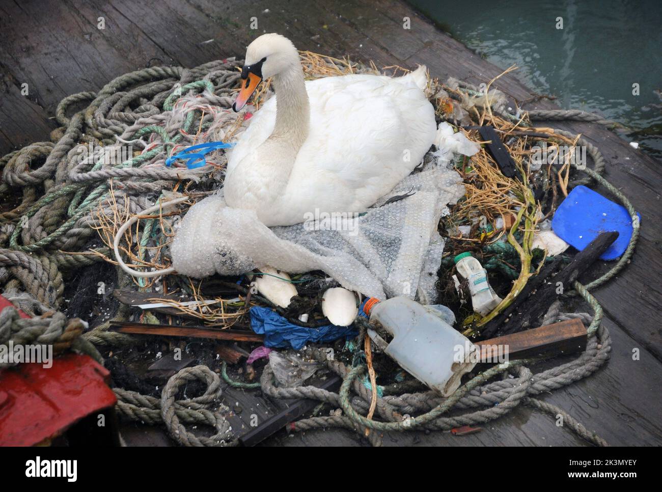 Cette paire de cygnes reproducteurs a appris à improviser après avoir décidé de construire leur nid au milieu d'une zone de quais très fréquentée à côté des bateaux de pêche et des remorqueurs. Ils ont créé une maison pour leurs cinq œufs qui vont bientôt éclore à partir d'une collection aléatoire de chaînes enroulées et de cordes jetées, de sacs en plastique vides, de paquets croustillants, d'une isolation et d'une boîte de lait abandonnée depuis longtemps. Et parmi cette étrange collection de débris dans ce nid dans le carrossage de Portsmouth, à côté de l'endroit où Sir Ben Ainslie prépare son défi de coupe de l'Amérique, est également une souris d'ordinateur. M. Bill Thomas, qui marche son chien près du nid-assis Banque D'Images