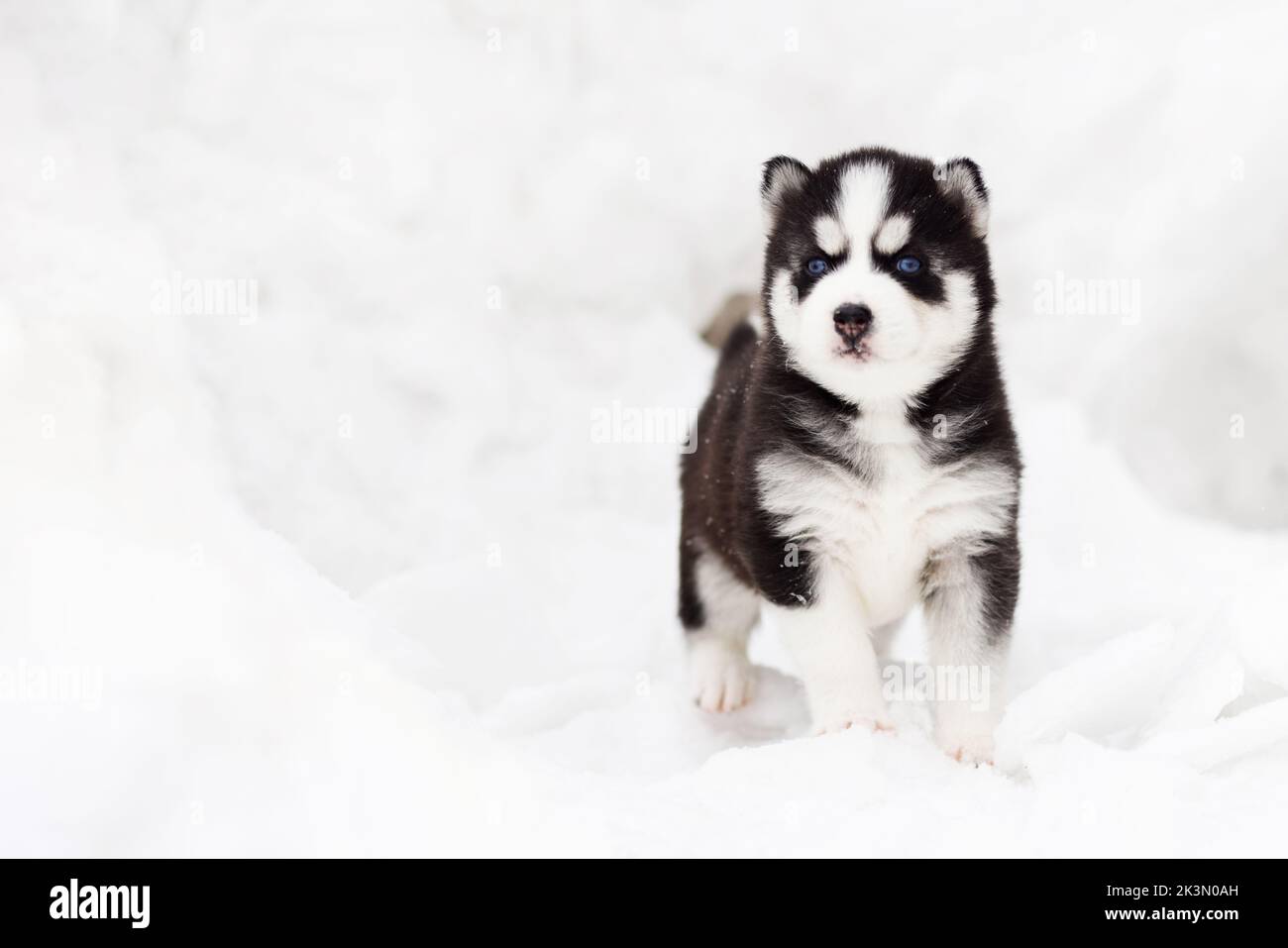 Portrait d'hiver d'un chiot husky Sibérien aux yeux bleus Banque D'Images