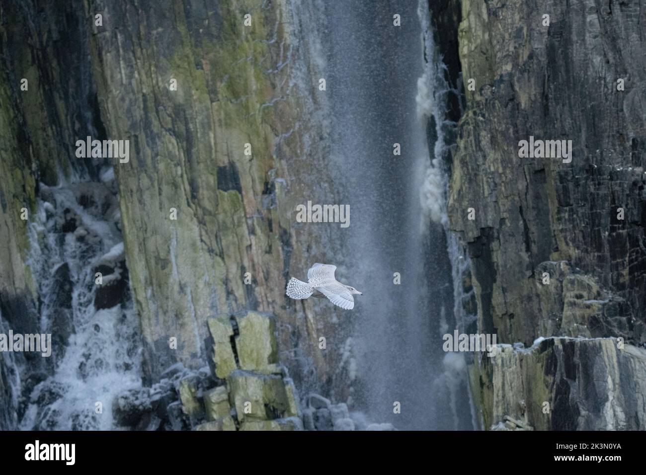 Goéland glaucous (Larus hyperboreus) dans la colonie nicheuse du Spitsbergen Banque D'Images Goéland glaucous (Larus hyperboreus) dans la colonie nicheuse du Spitsbergen Banque D'Images