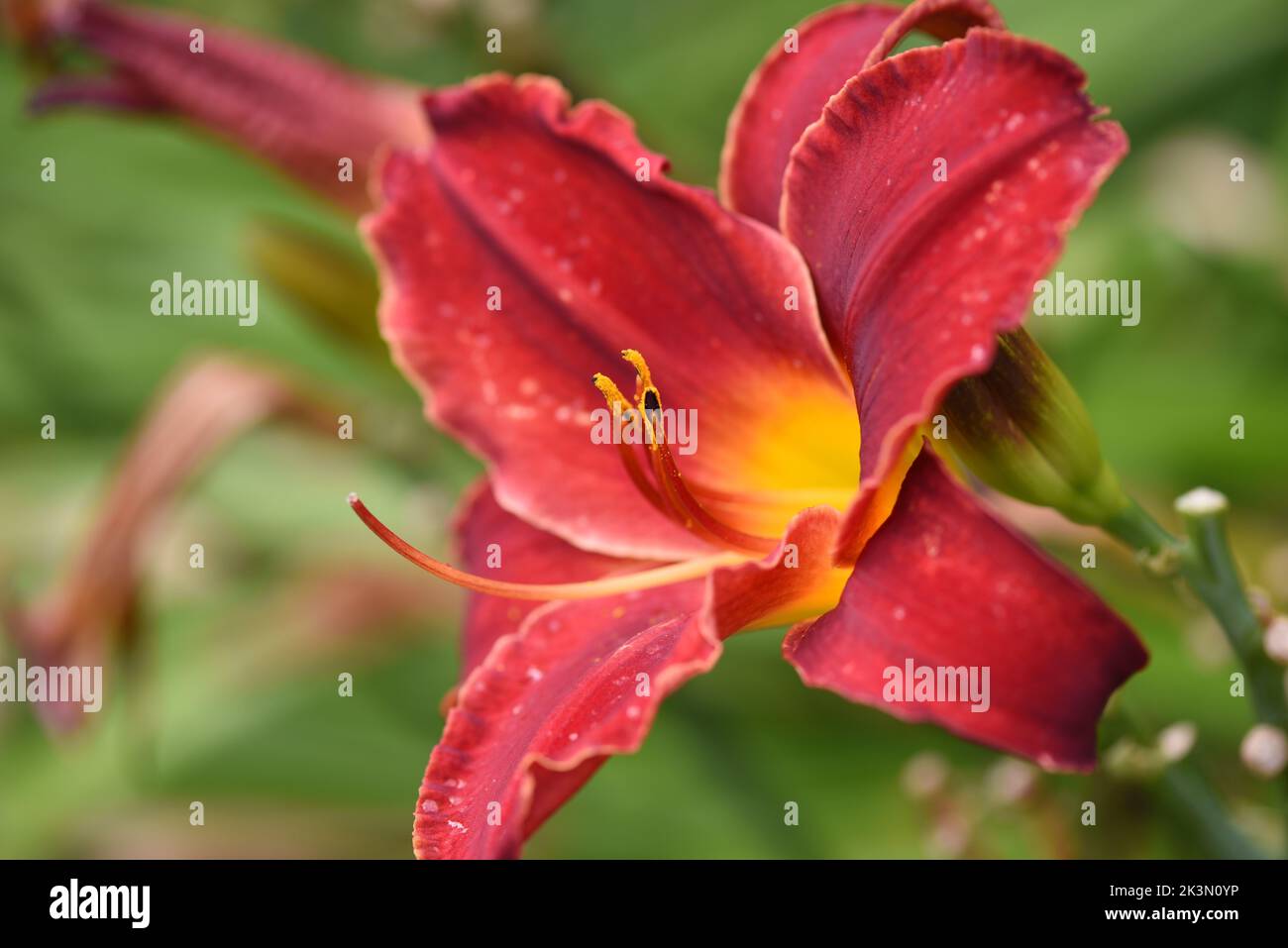 Un gros plan de Hemerocallis fulva, le nénuphar orange. Banque D'Images
