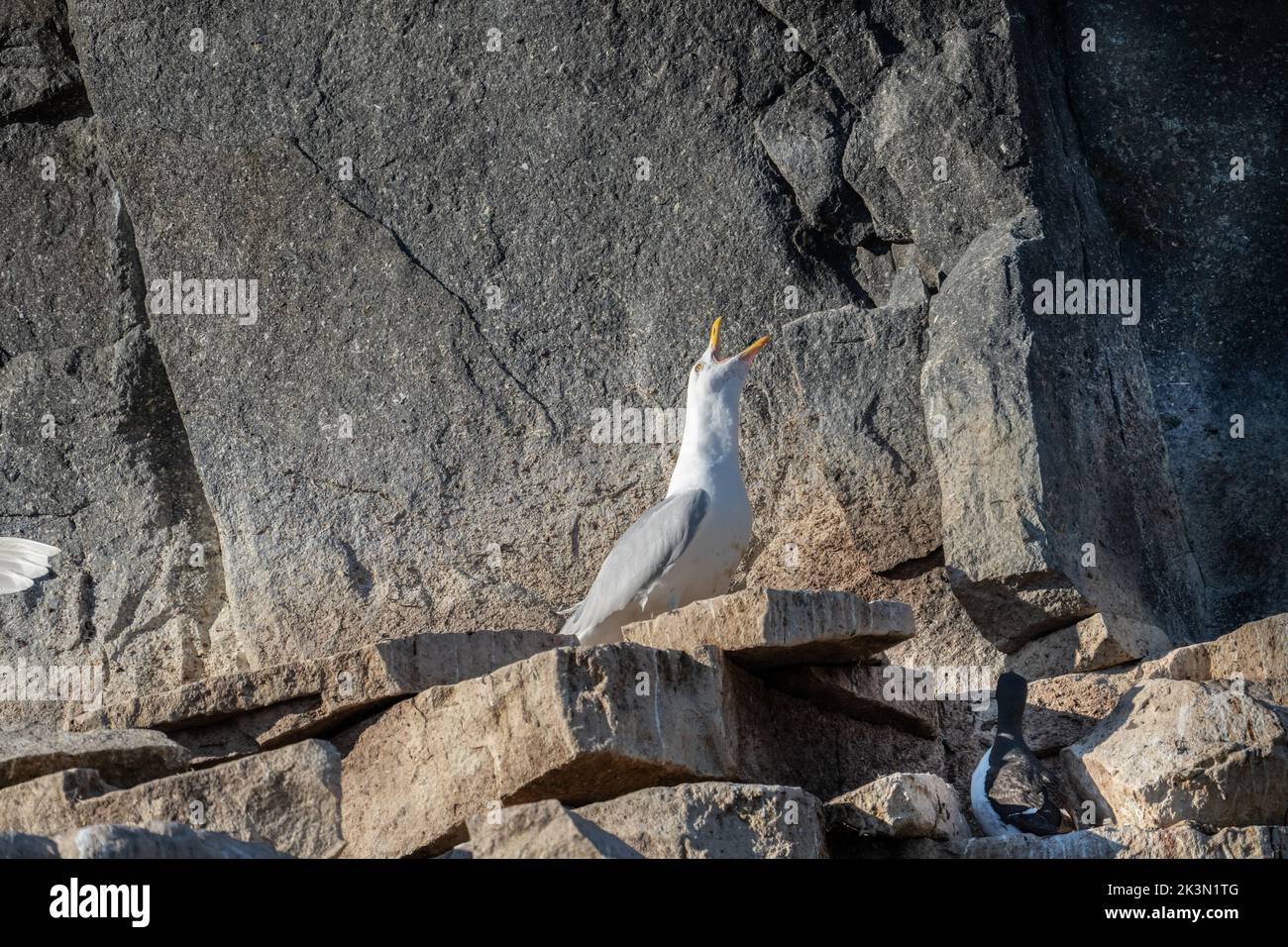 Goéland glaucous (Larus hyperboreus) dans la colonie nicheuse du Spitsbergen Banque D'Images Goéland glaucous (Larus hyperboreus) dans la colonie nicheuse du Spitsbergen Banque D'Images