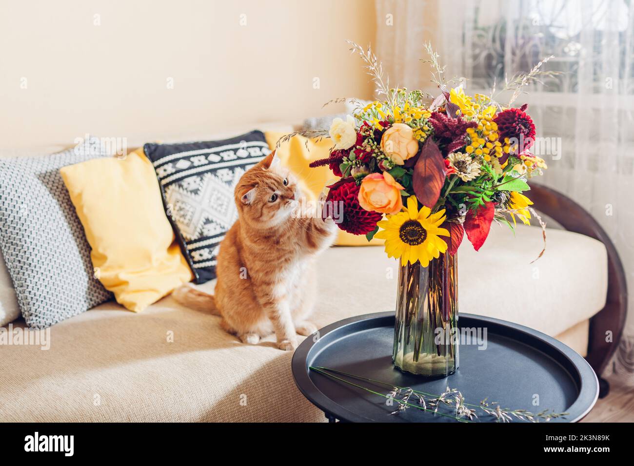 Chat de gingembre jouant avec un bouquet de fleurs de couleur automnale mis dans un vase sur une table. Animal curieux s'amusant à la maison Banque D'Images