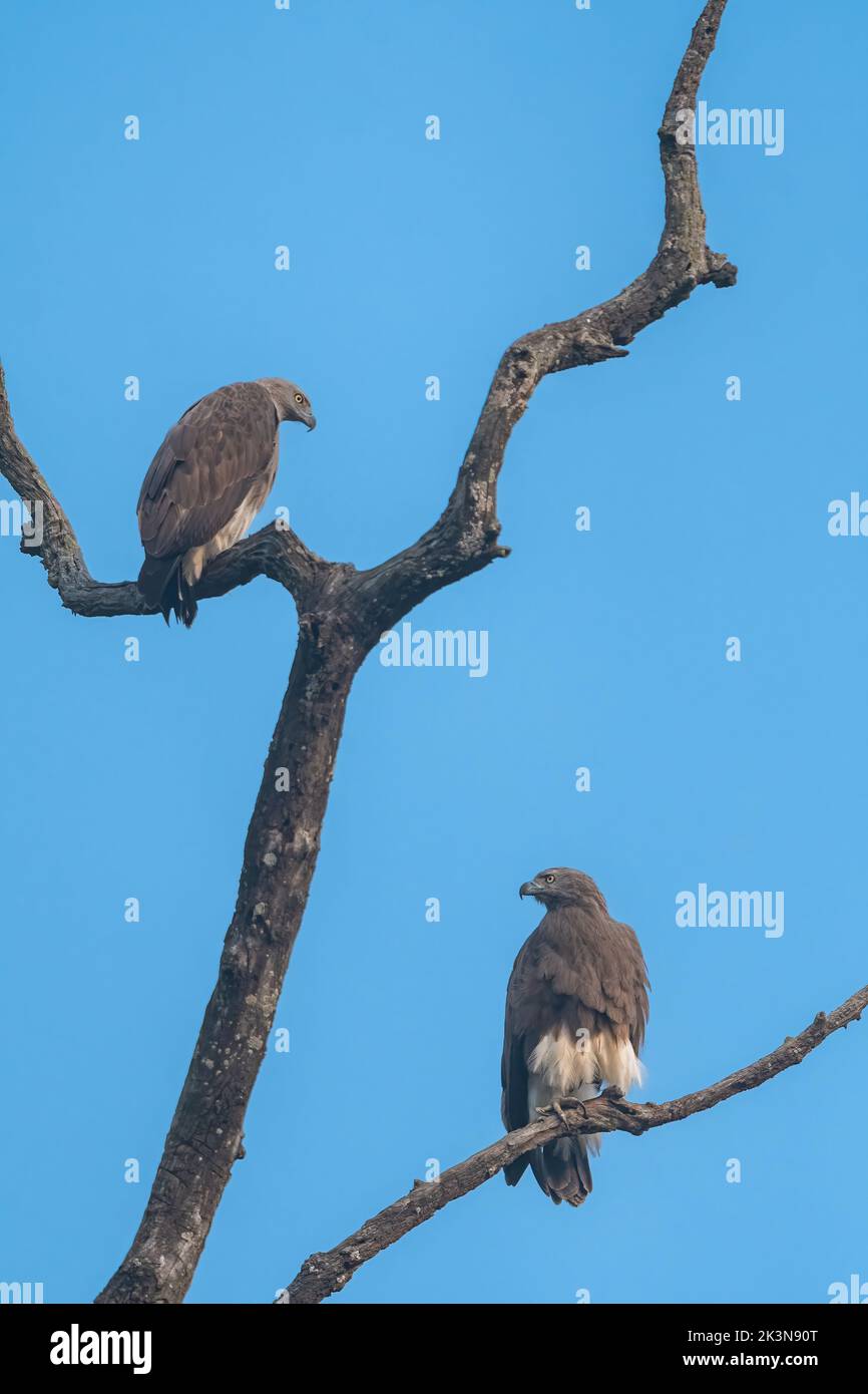 Une paire d'aigles à poissons à tête grise perchés sur un arbre sec sur les rives de la rivière Ramganga au parc national Jim Corbett, Uttarakhand, Inde Banque D'Images