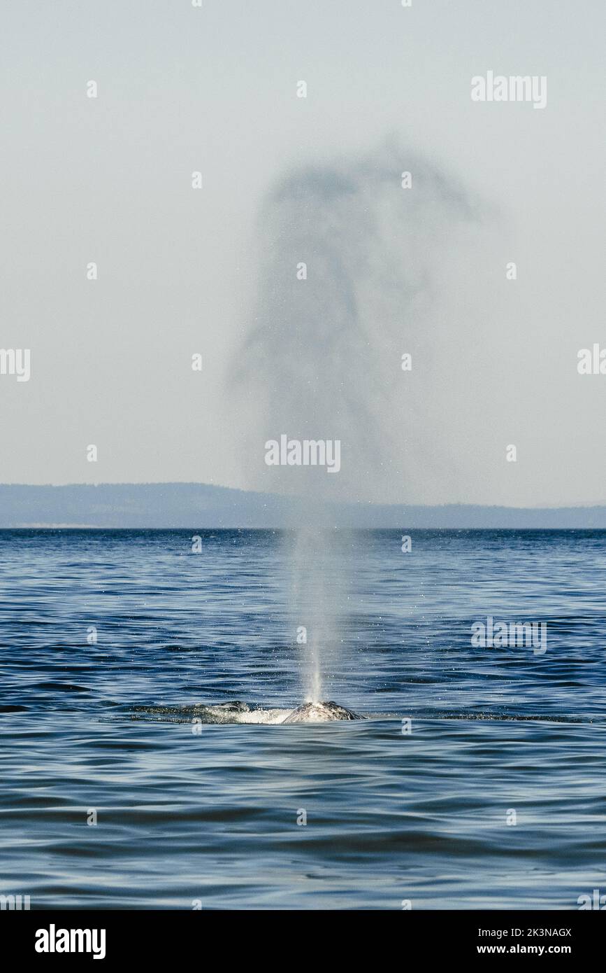 Vue directe sur une baleine grise en possession Sound Banque D'Images