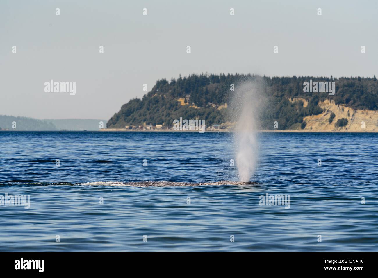 Vue latérale d'une respiration de baleine grise Banque D'Images