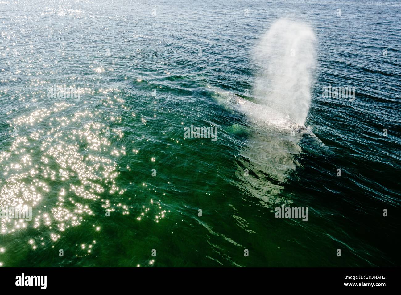 Vue depuis le dessus d'une baleine grise sur le front de mer de Mukilteo Banque D'Images