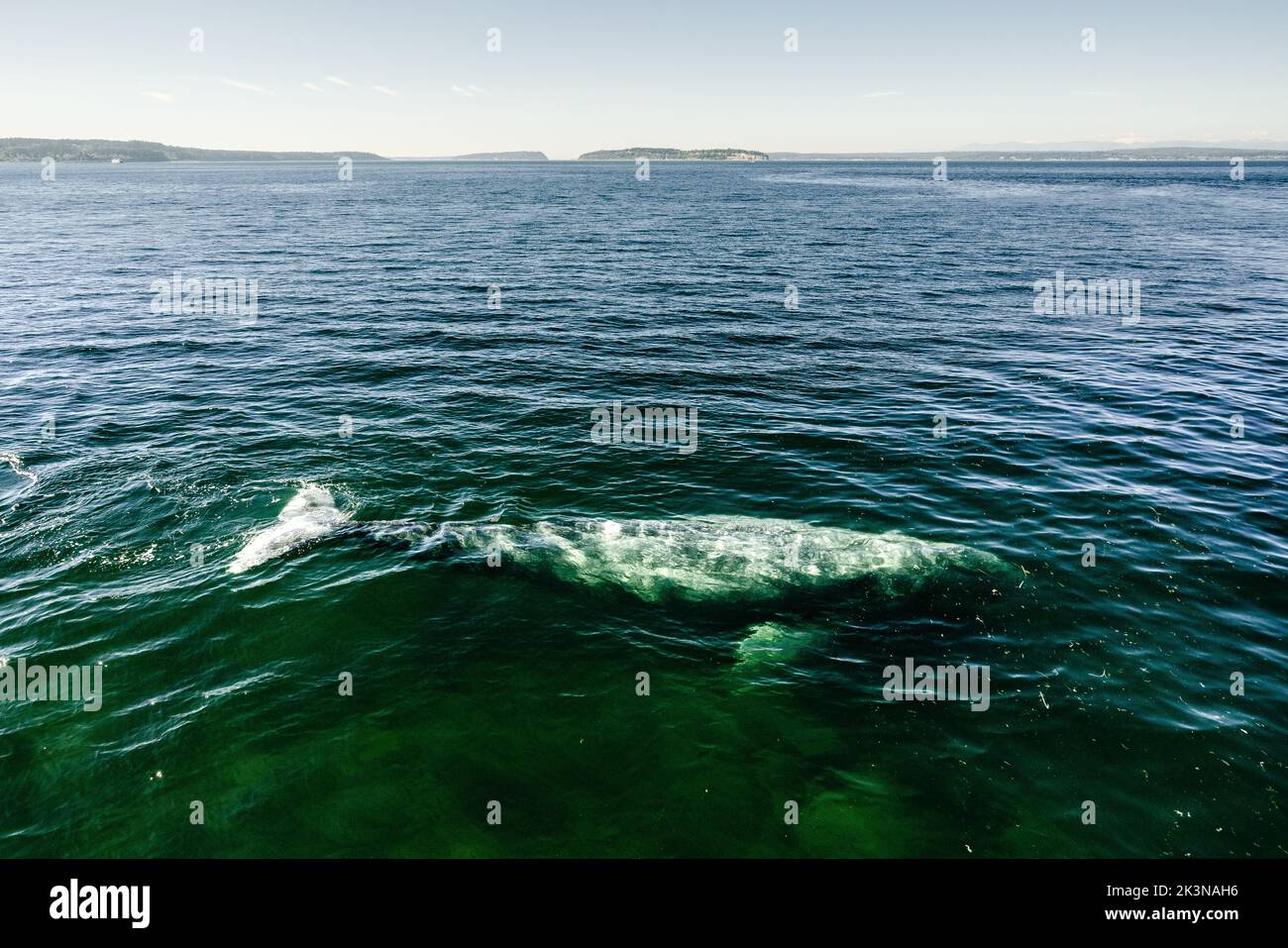 Vue grand angle de la baleine grise CRC2440 dans Puget Sound Banque D'Images