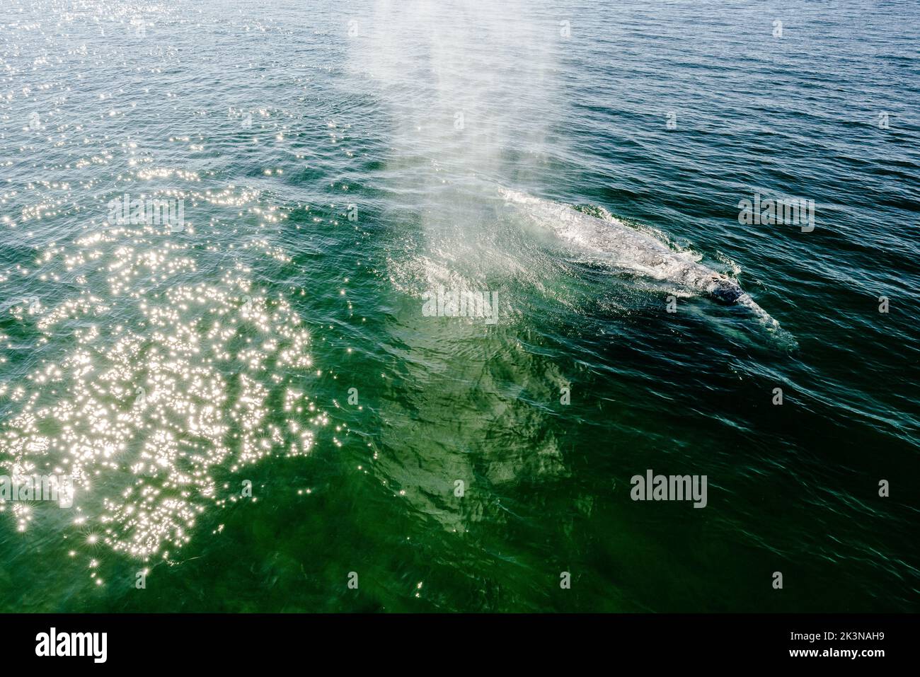 Vue depuis le dessus de la baleine grise CRC2440 dans possession Sound Banque D'Images