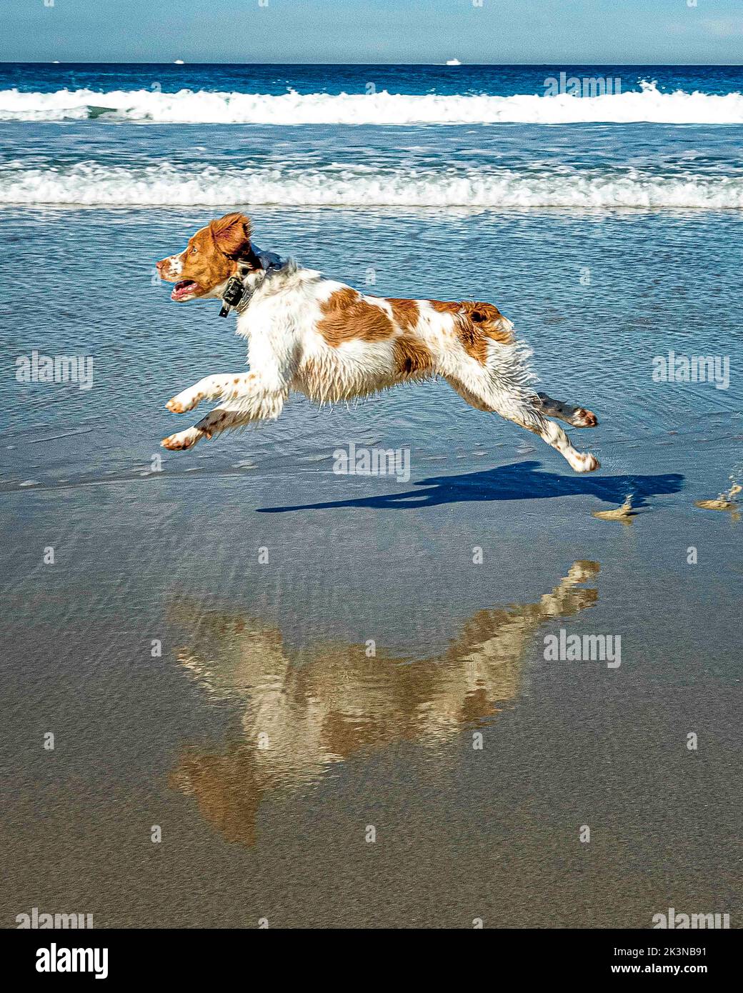 Dogs at the Beach - le temps de jeu à la plage pour les chiens heureux. Les chiens sont en train de courir, de sauter, de courir le long du sable et de l'eau avec la liberté sauvage. Banque D'Images