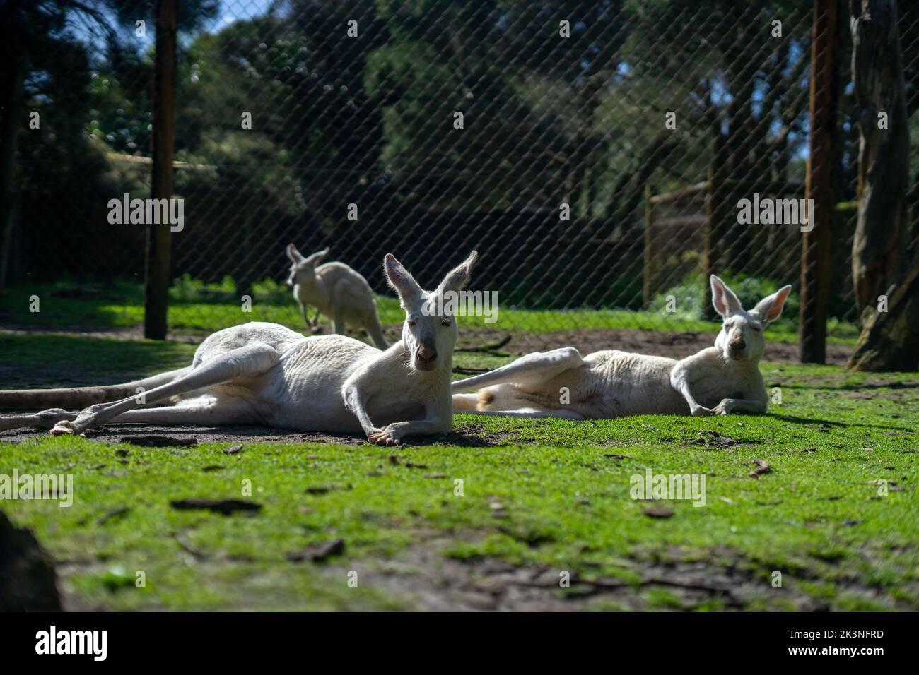 Kangourous à Whiteman Park, près de Perth, Australie occidentale Banque D'Images