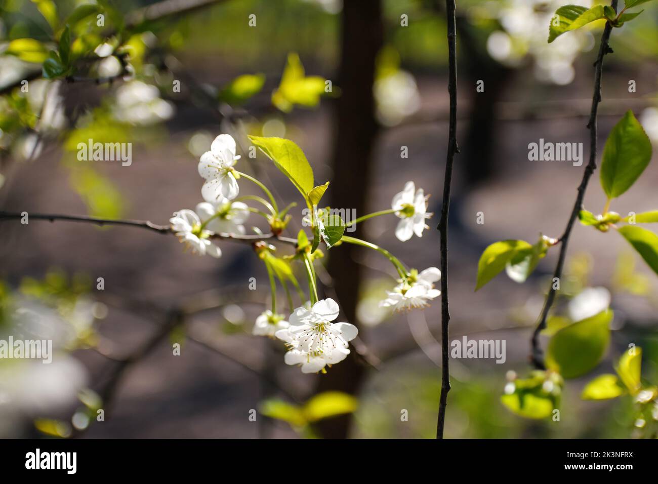 Refocalisation des branches fraîches de printemps de cerisier avec des fleurs, floral naturel saison de pâques fond. Magnifique arbre en fleur. Bokeh. Verdure floue Banque D'Images