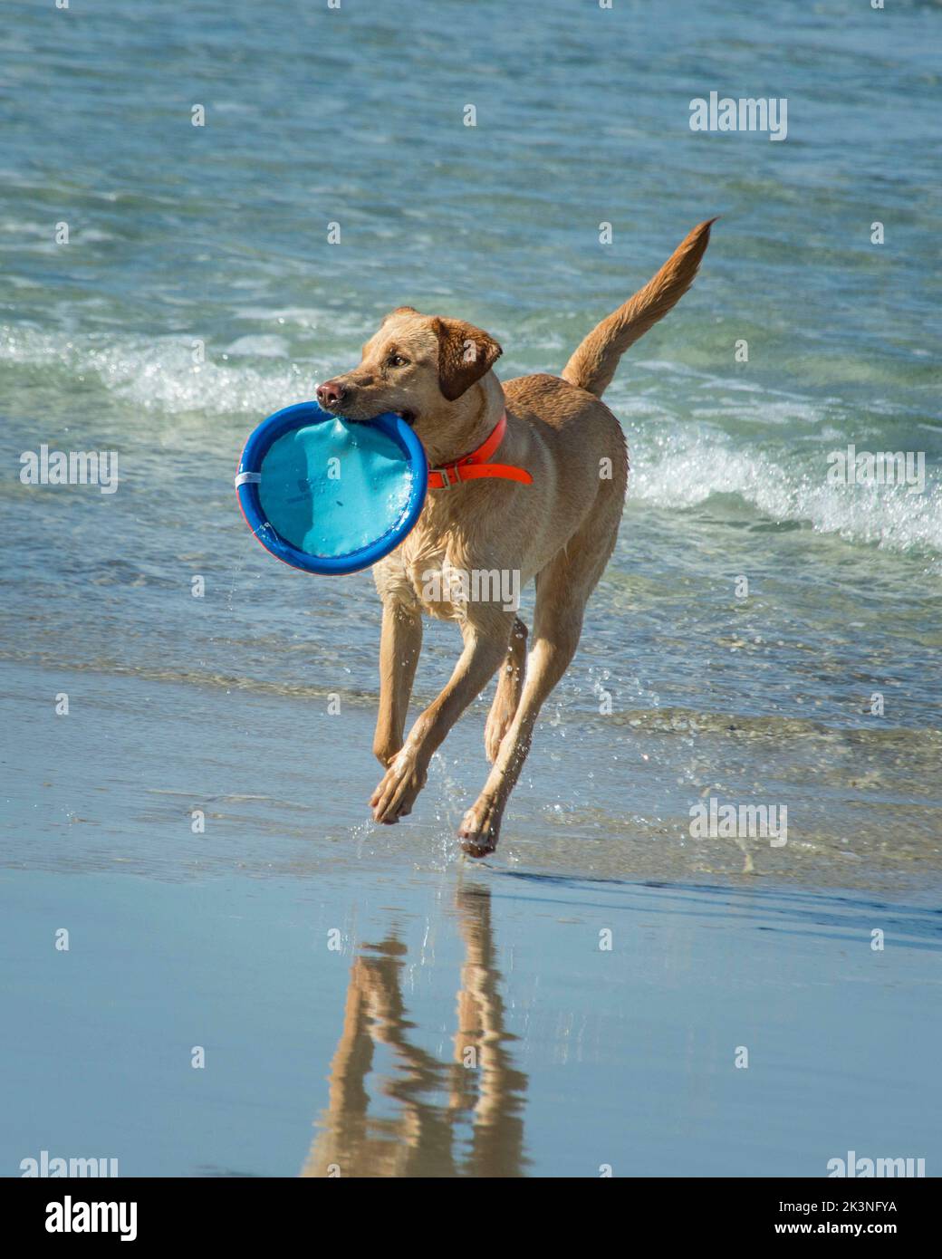 Dogs at the Beach - le temps de jeu à la plage pour les chiens heureux. Les chiens sont en train de courir, de sauter, de courir le long du sable et de l'eau avec la liberté sauvage. Banque D'Images