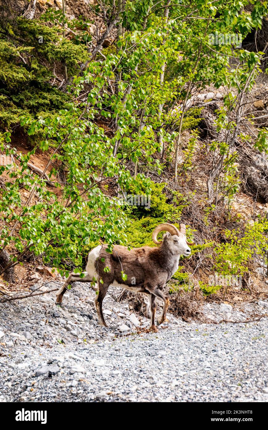 Le mouflon de Stone; Ovis dalli stonei; mouflon de pierre; le long de la route de l'Alaska près du lac Muncho; Colombie-Britannique; Canada Banque D'Images