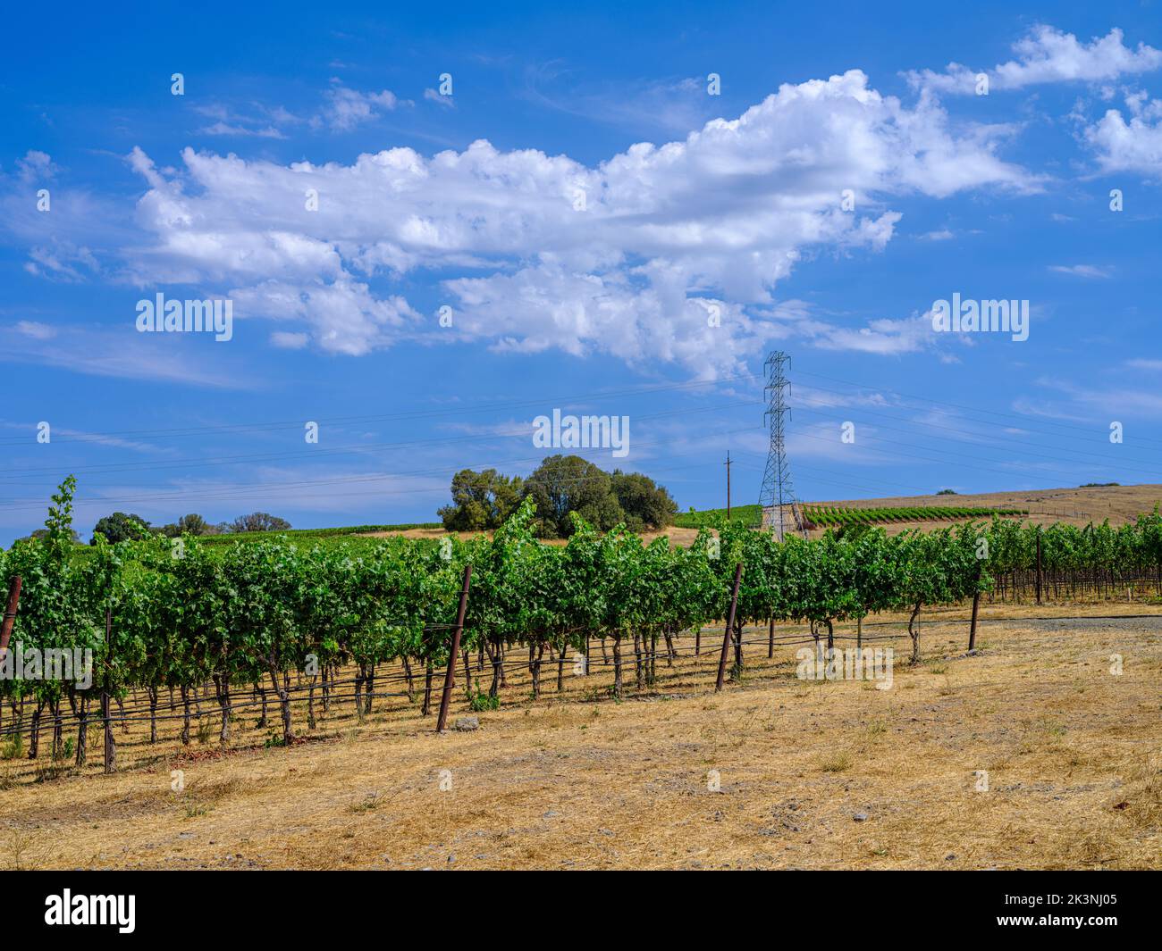 Napa Valley, des feuilles vertes luxuriantes et un magnifique ciel bleu avec de beaux nuages, l'été et des rangées de vignes. Banque D'Images