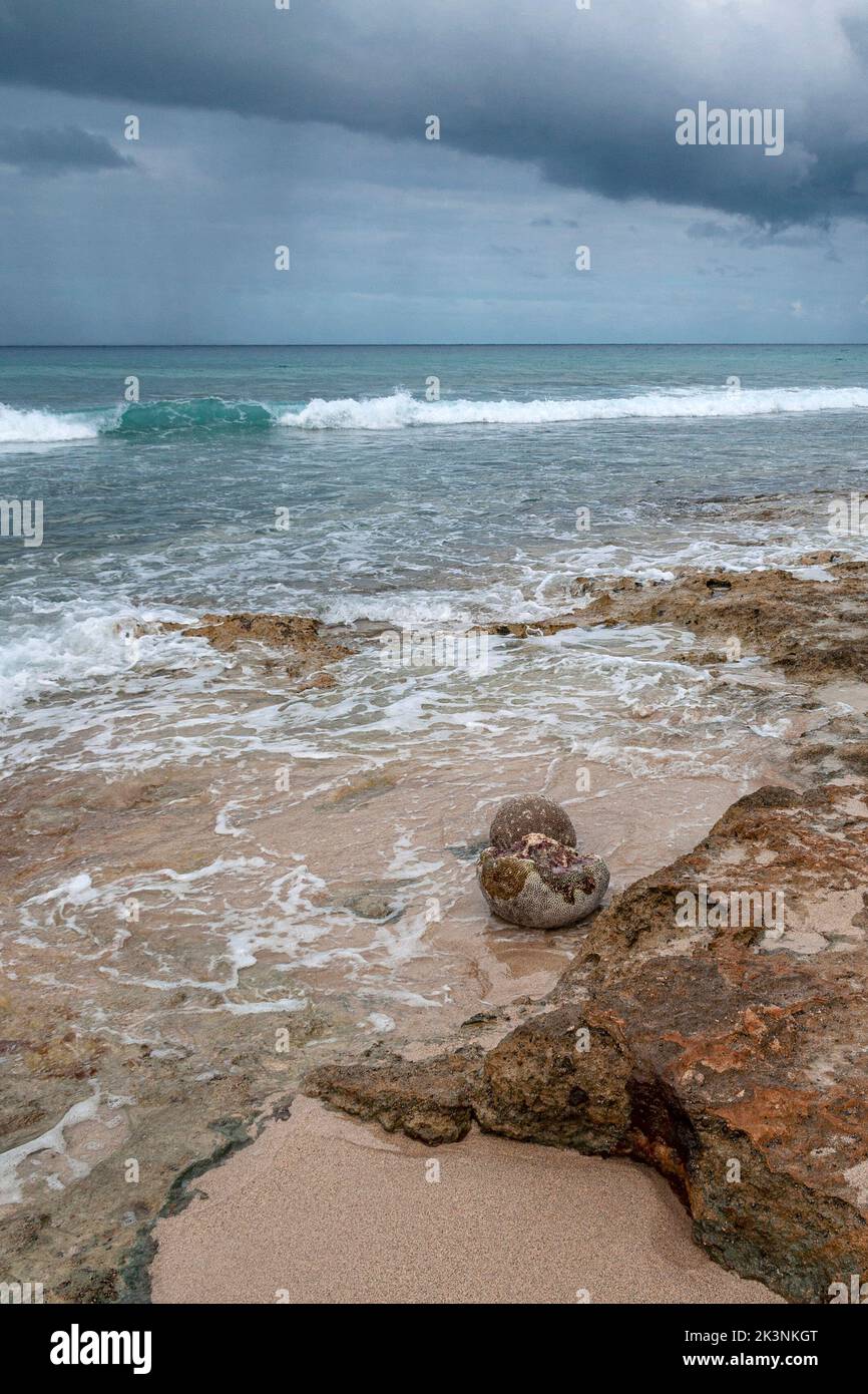 St Croix Brain Coral lavé sur la plage Banque D'Images