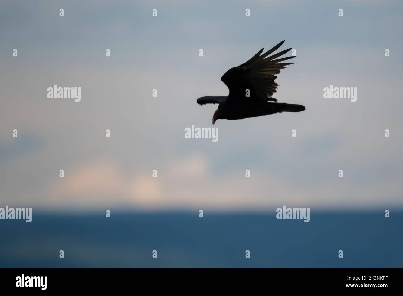 Les rapaces et les oiseaux de proie du sanctuaire de Hawk Mountain Banque D'Images