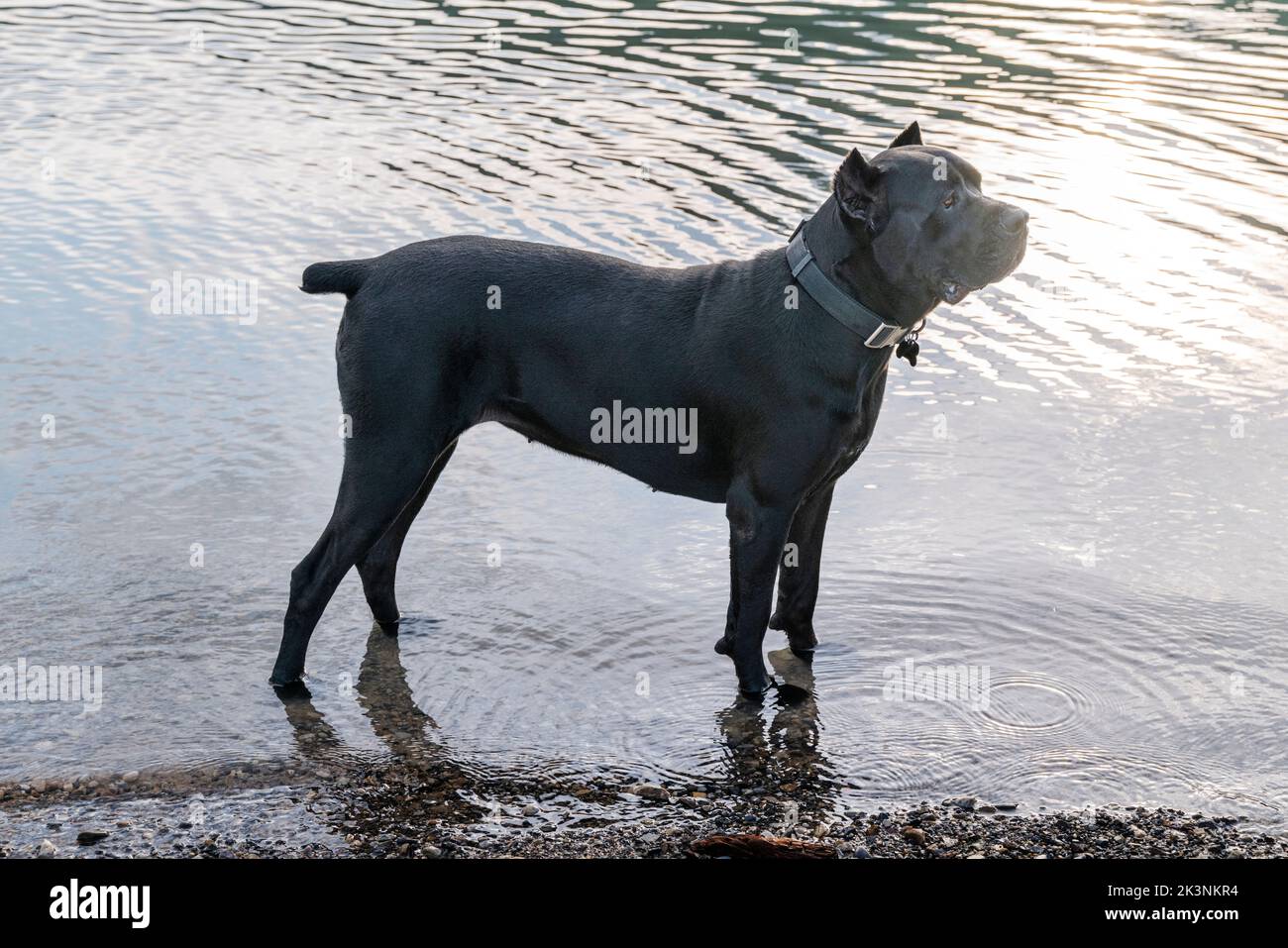 Grand chien de compagnie dans le lac Muncho; le long de la route de l'Alaska; Colombie-Britannique; Canada Banque D'Images