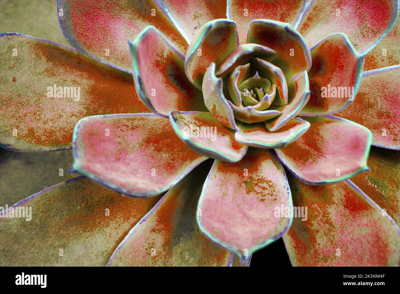 Fond de cactus succulent. Gros plan de feuilles de cactus rouges et jaunes succulentes papier peint de texture. Illustration murale imprimable mise au point sélective Banque D'Images