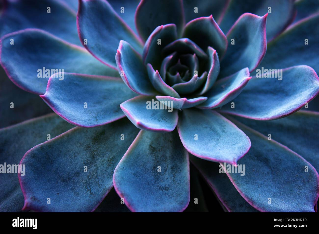 Fond de cactus succulent. Gros plan sur le papier peint texture feuilles de cactus sucrée bleu sarcelle et violet. Illustration murale imprimable mise au point sélective. Banque D'Images