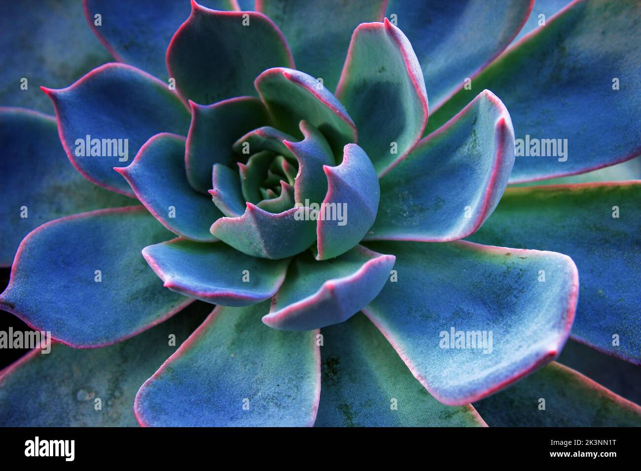 Fond de cactus succulent. Gros plan sur le papier peint texture feuilles de cactus sucrée bleu sarcelle et violet. Illustration murale imprimable mise au point sélective. Banque D'Images
