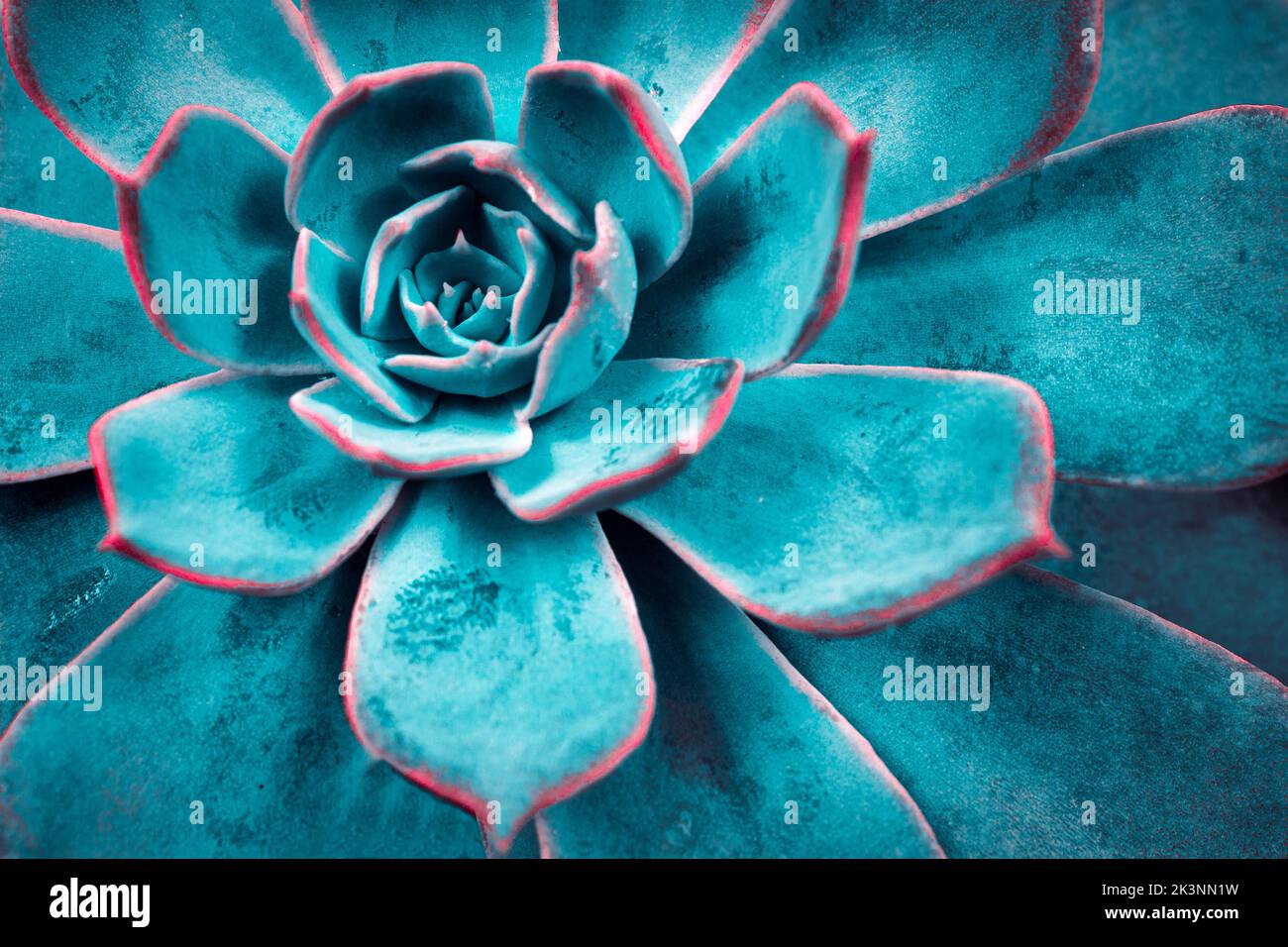 Fond de cactus succulent. Gros plan sur le papier peint texture feuilles de cactus sucrée bleu sarcelle et violet. Illustration murale imprimable mise au point sélective. Banque D'Images
