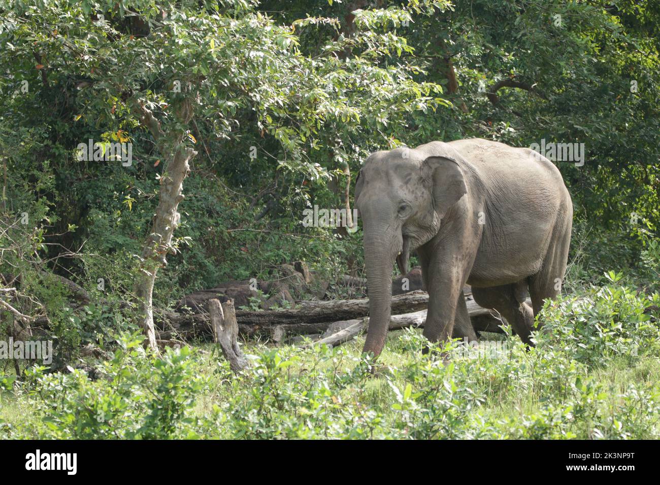 Les éléphants du Sri Lanka dans la nature Banque D'Images