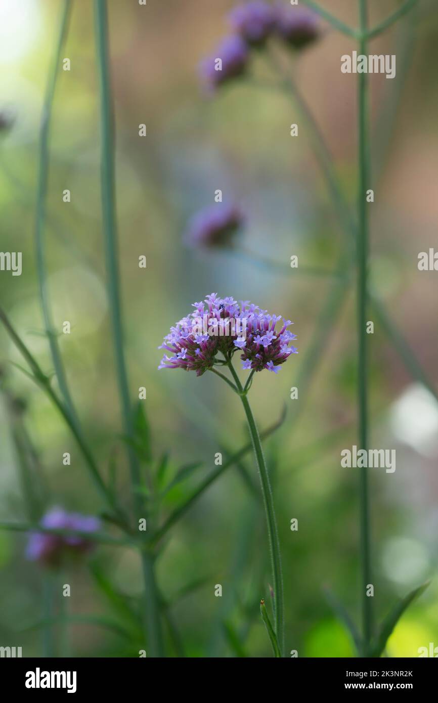 Purpetop en vain, Verbena bonariensis Banque D'Images
