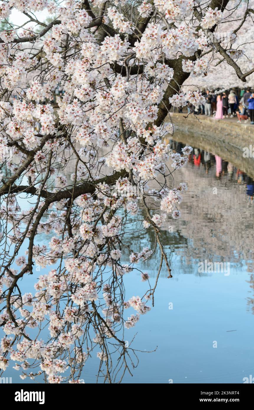 Les gens qui tapissent le bassin de marée lors du festival des cerisiers en fleurs à Washington DC Banque D'Images