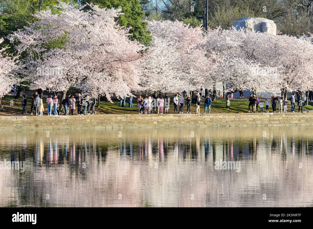 Le MLK Memorial au Tidal Basin à Washington DC pendant le Cherry Blossom Festival Banque D'Images