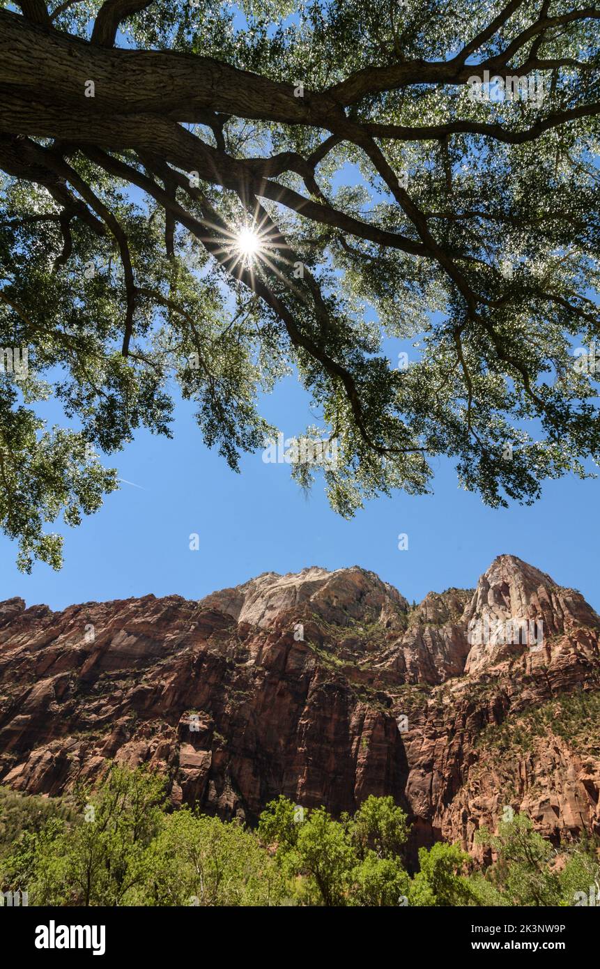 Une étoile ensoleillée qui brille à travers le chêne géant sur le fond de la vallée du parc national de Zion Canyon dans l'Utah, aux États-Unis Banque D'Images