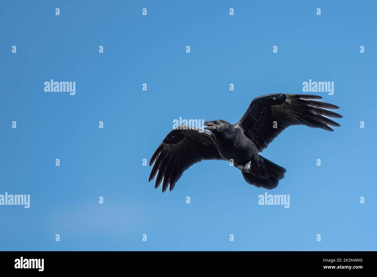 Les rapaces et les oiseaux de proie du sanctuaire de Hawk Mountain Banque D'Images