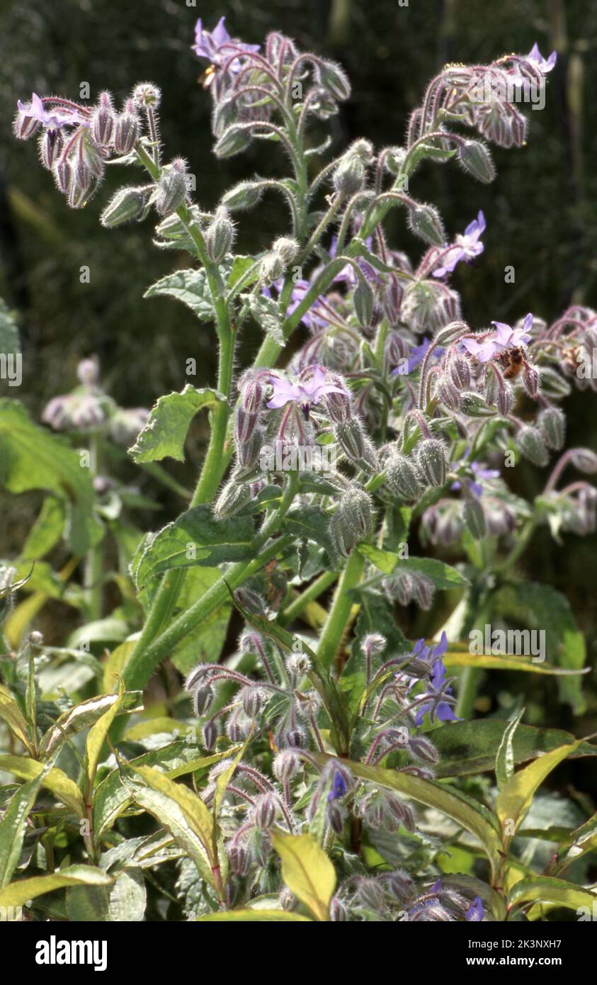 GROS PLAN SUR LES FLEURS VIOLETTES ET LE FEUILLAGE DE BOURRACHE (BORAGO OFFICINALIS) ÉGALEMENT CONNU SOUS LE NOM DE BOURRACHE COMMUNE, TALEWORT OU BEE BUSH. Banque D'Images