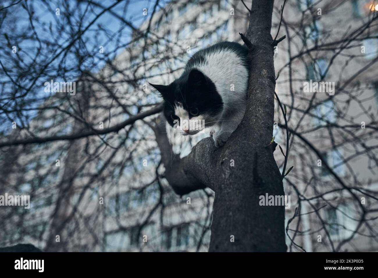 Un chat errant sur un arbre dans la ville. Vue avant. Banque D'Images
