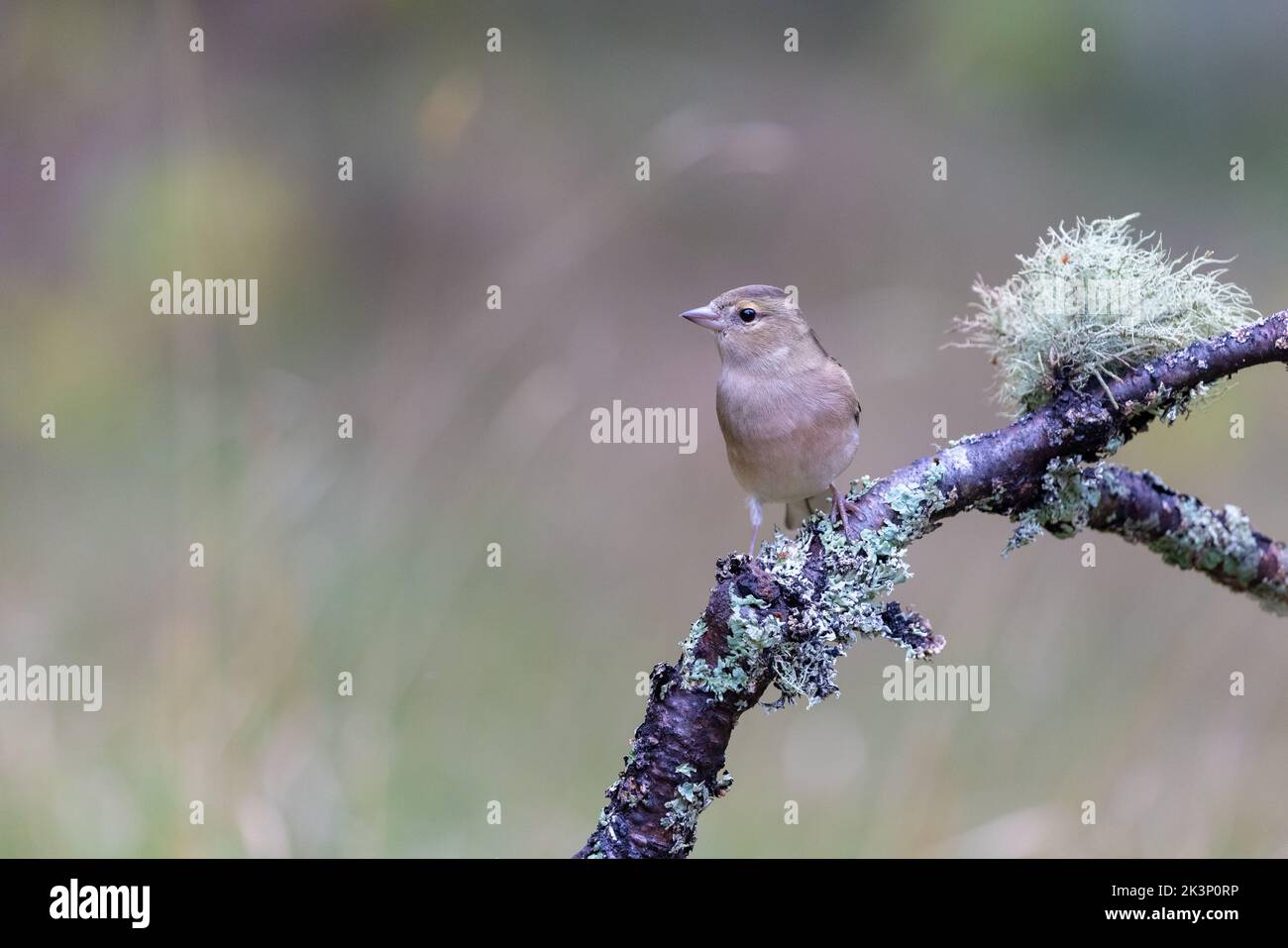 Chaffin femelle [ Fringilla coelebs ] perchée sur le lichen et la mousse [ renne mousse ] bâton ou branche couvert Banque D'Images