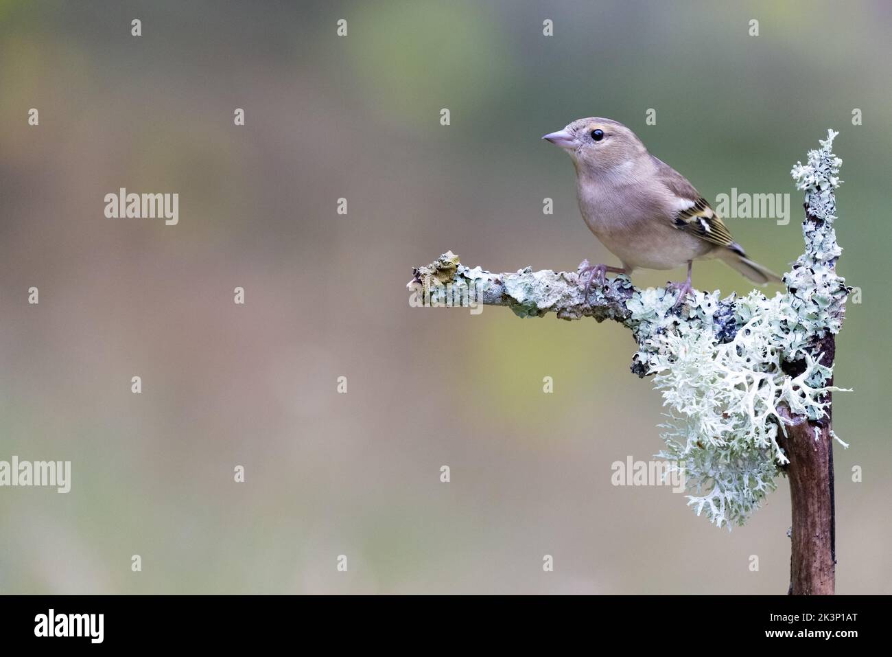 Chaffin femelle [ Fringilla coelebs ] perchée sur le lichen et la mousse [ renne mousse ] bâton ou branche couvert Banque D'Images