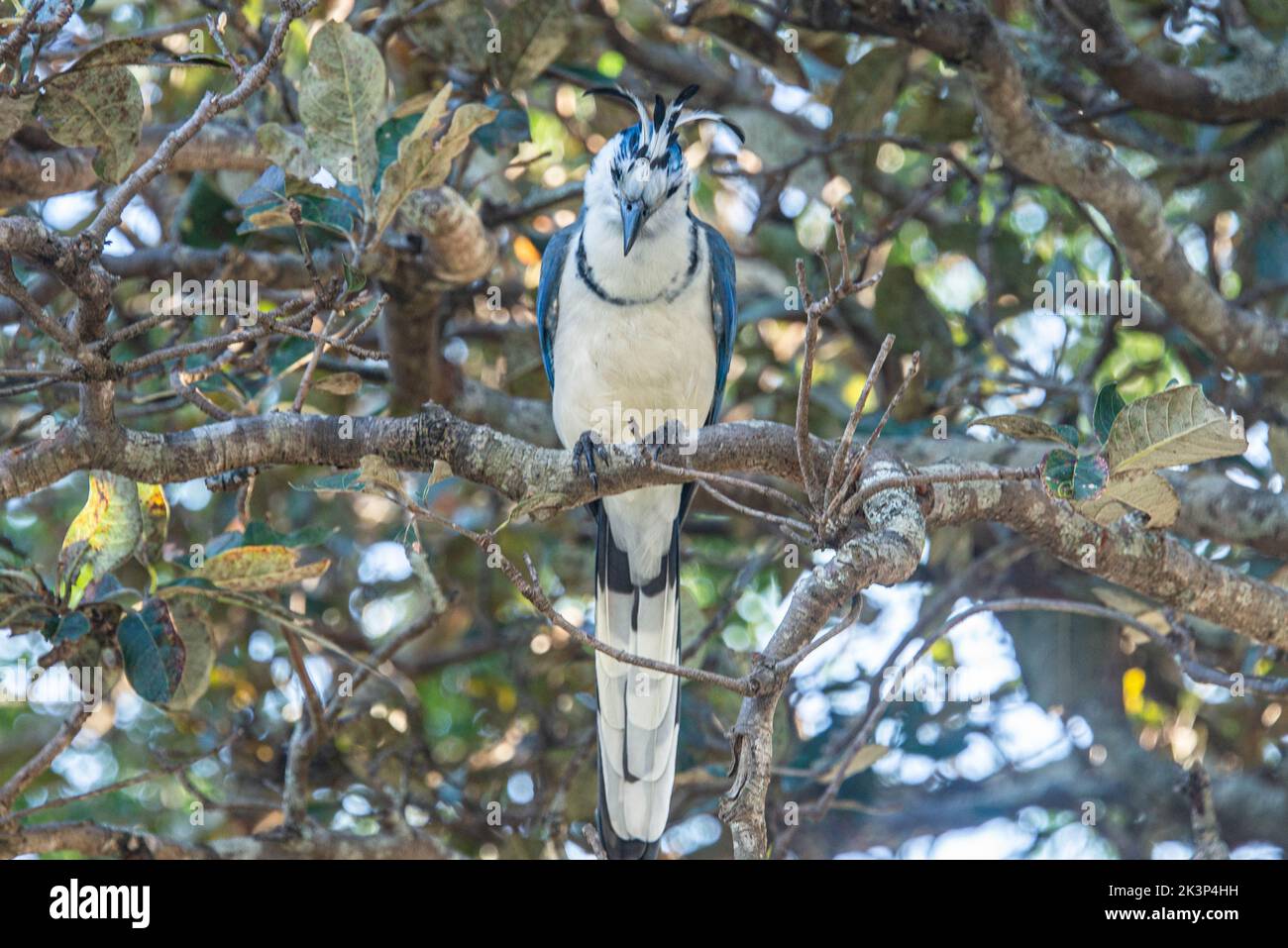 Pie bleue-jay dans un pommier au Costa Rica Banque D'Images