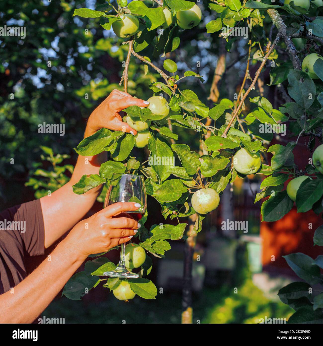 femme avec un verre de vin cueillant des pommes dans un verger, composition carrée Banque D'Images