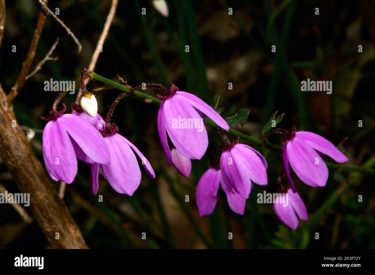 Les fleurs de Susan à yeux noirs (Tetratheca Ciliata) poussent toujours dans les touffes, les fleurs pendent, donc les yeux noirs sont vraiment difficiles à photographier! Banque D'Images