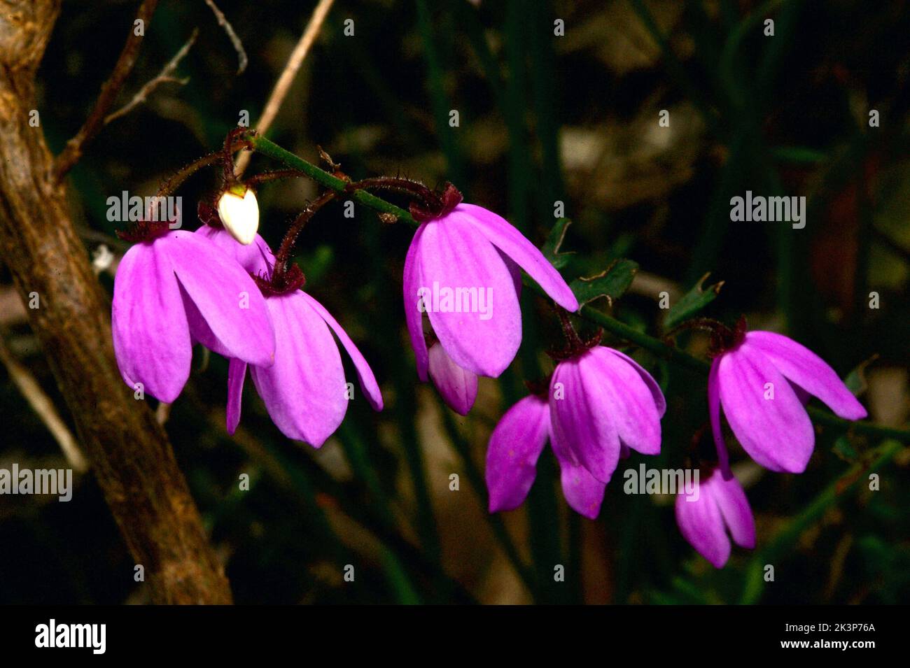 Les fleurs de Susan à yeux noirs (Tetratheca Ciliata) poussent toujours dans les touffes, les fleurs pendent, donc les yeux noirs sont vraiment difficiles à photographier! Banque D'Images