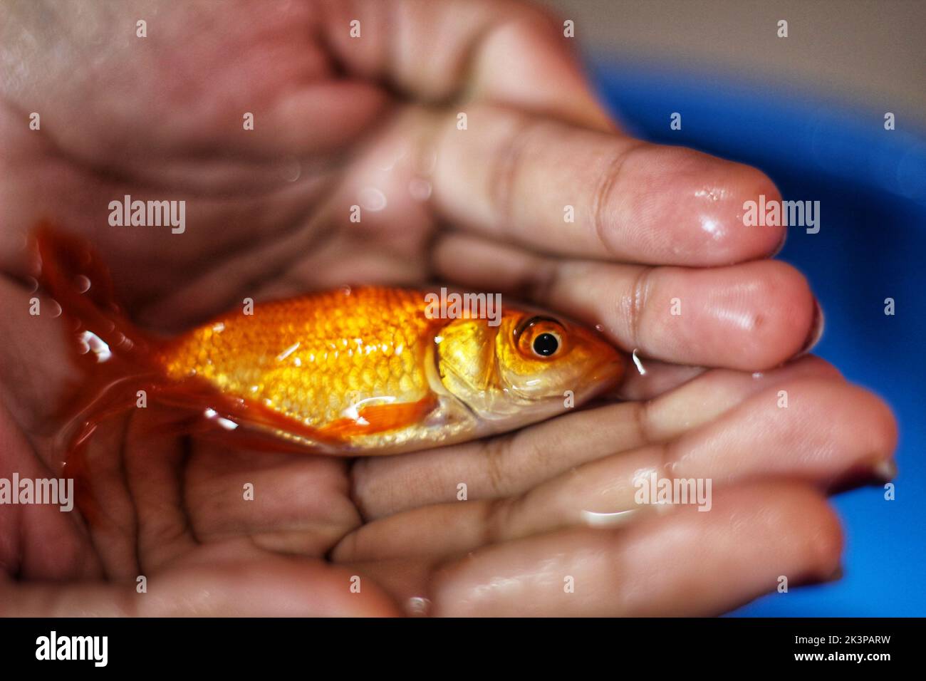 Un gros plan d'un poisson rouge commun dans les paumes d'une personne Banque D'Images