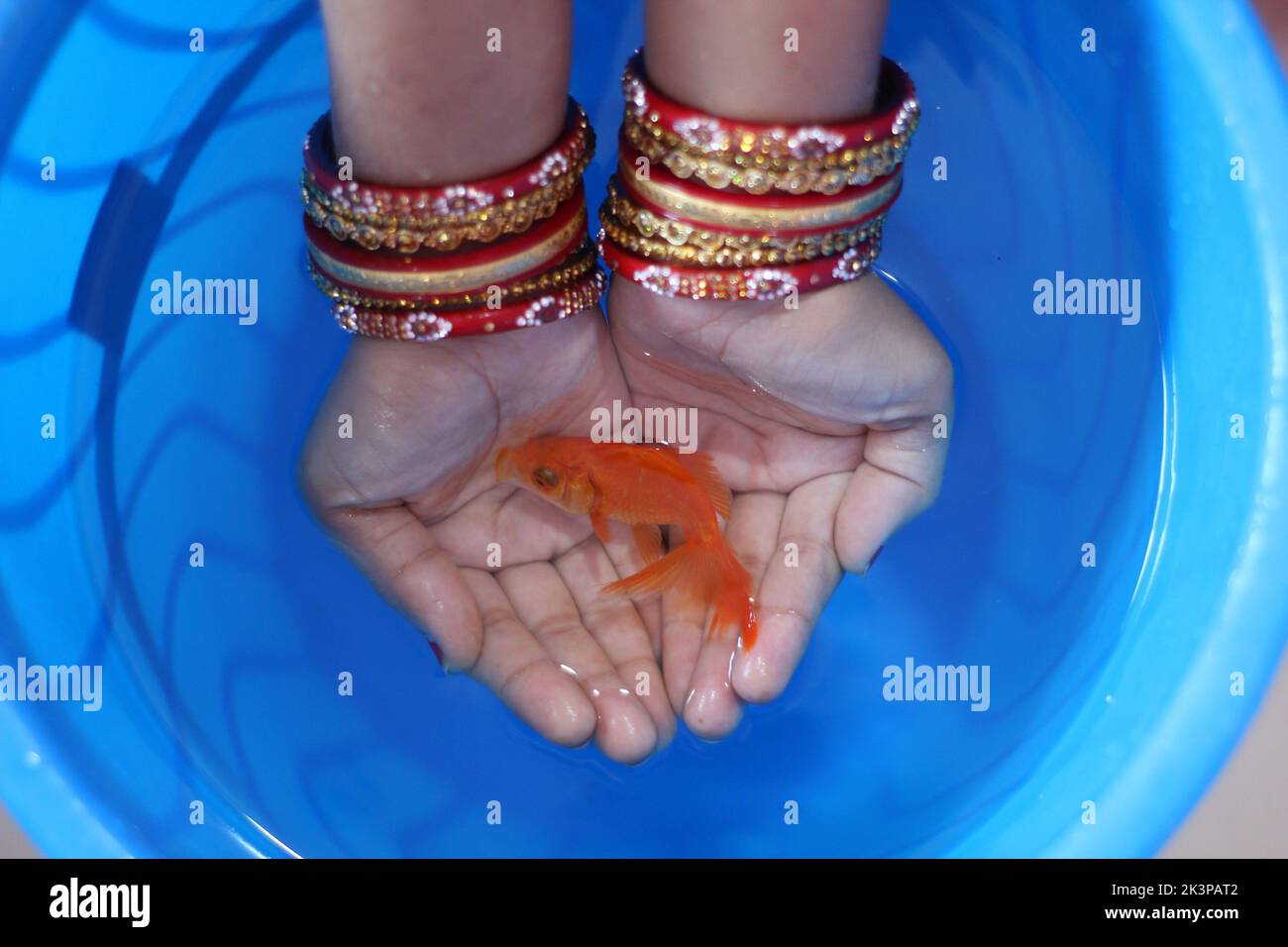 Vue de dessus d'un poisson rouge commun dans les mains d'une personne portant des bracelets rouges au-dessus d'un seau d'eau bleu Banque D'Images