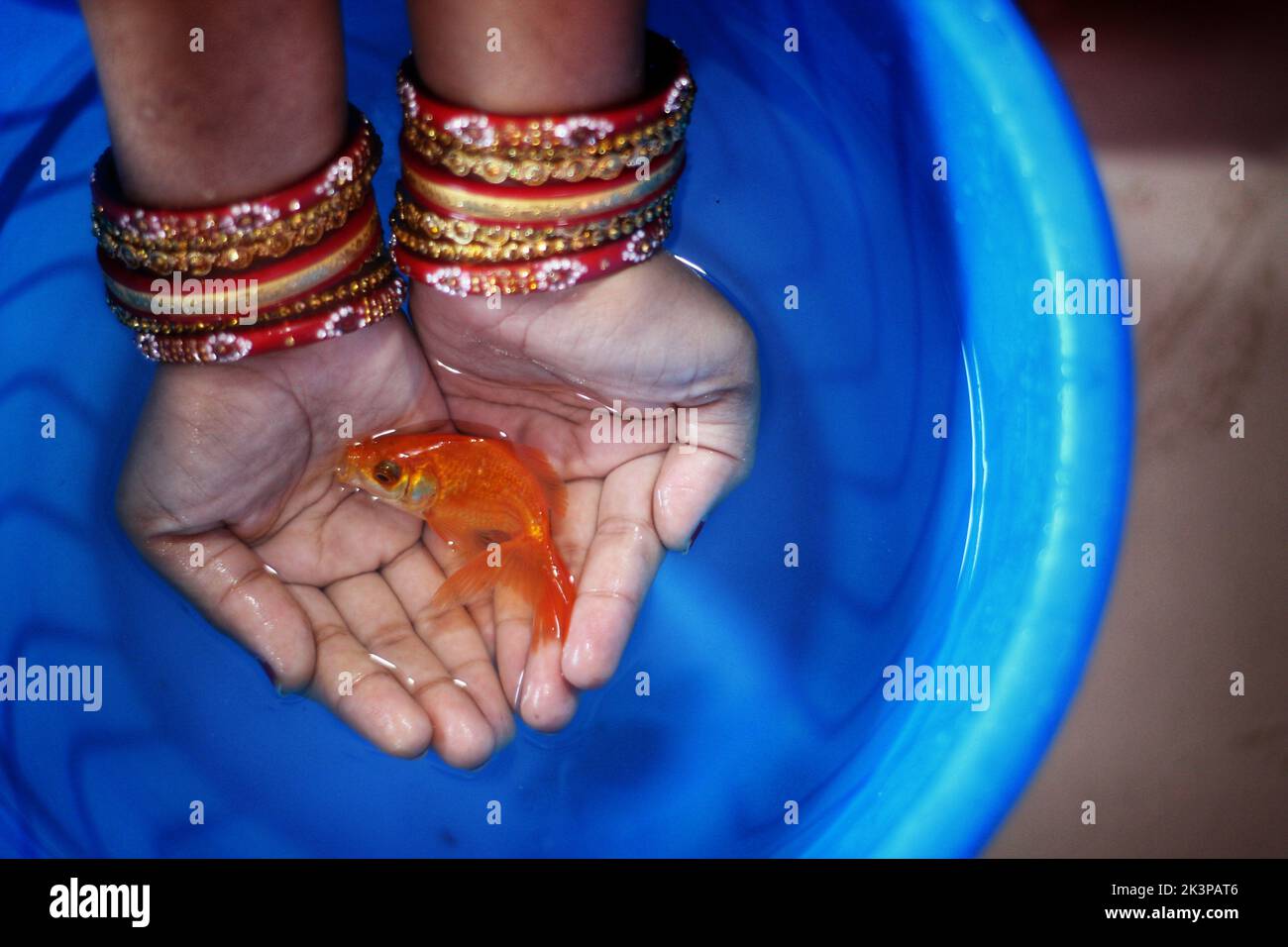 Vue de dessus d'un poisson rouge commun dans les mains d'une personne portant des bracelets rouges au-dessus d'un seau d'eau bleu Banque D'Images