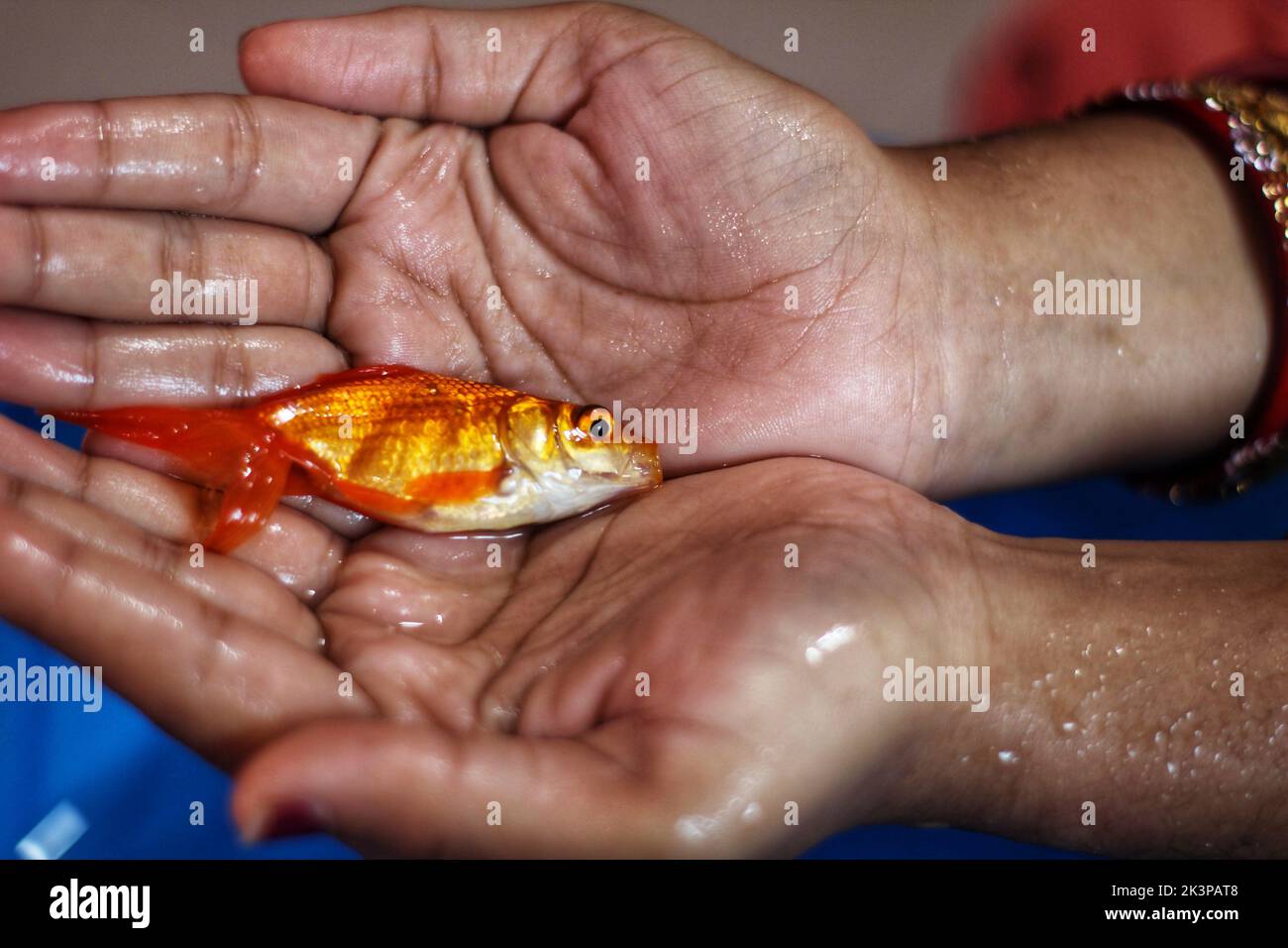 Un gros plan d'un poisson rouge commun dans les paumes d'une personne Banque D'Images