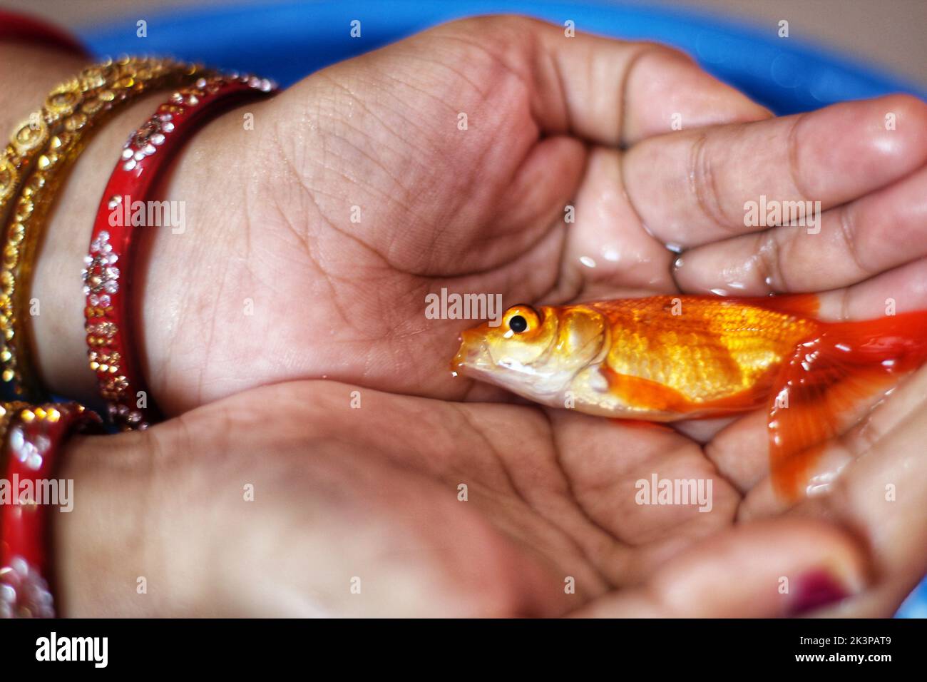 Un gros plan d'un poisson rouge commun dans les mains d'une personne portant des bracelets rouges au-dessus d'un seau d'eau bleu Banque D'Images